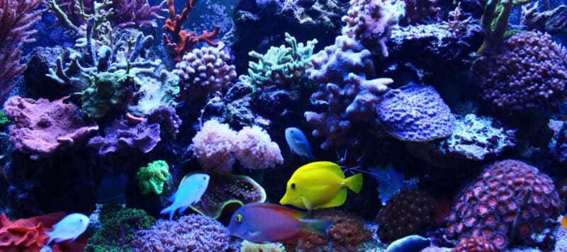 fish tank with tropical fish